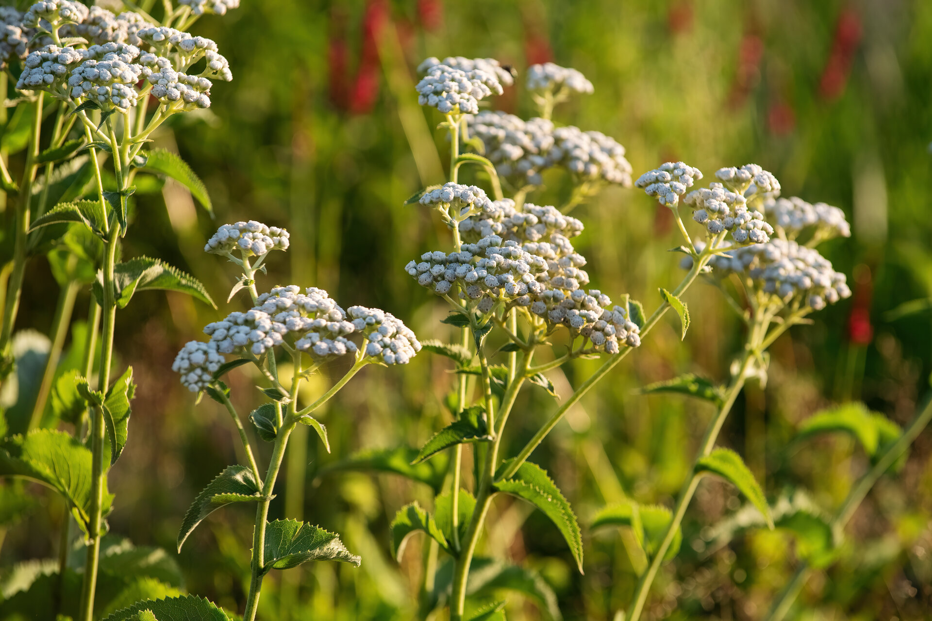 Parthenium integrifolium